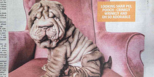 puppy vet visit calendar schedule