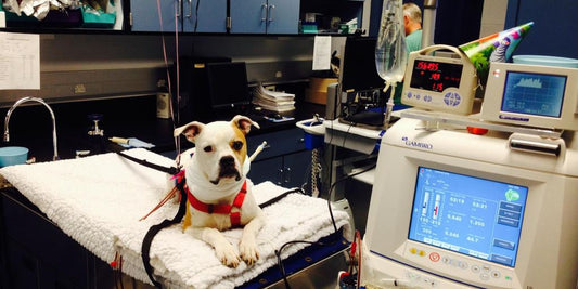 dog receiving treatment at veterinary clinic