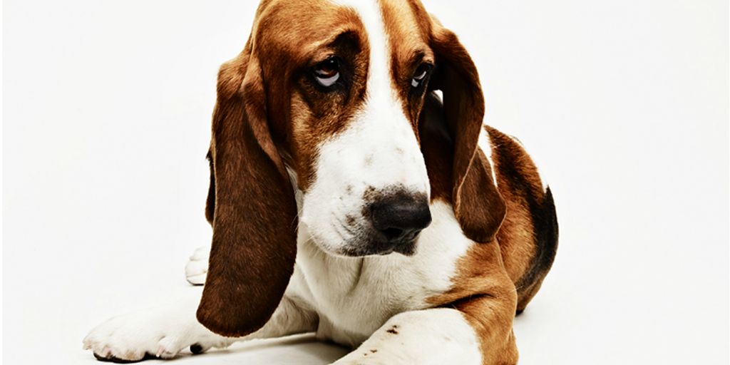dog wellness check
