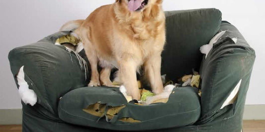 dog chewing furniture