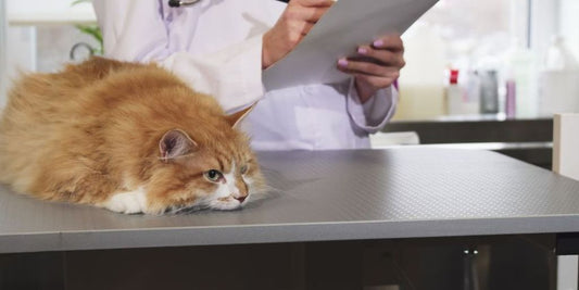 cat medical supplies, cat owner essentials