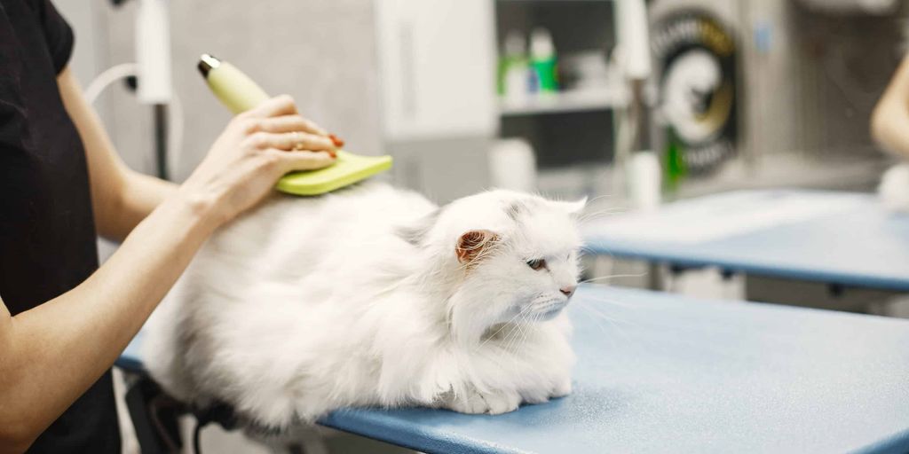 cat grooming vet
