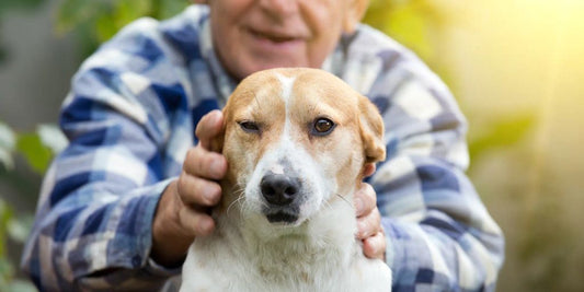 senior dog veterinary care