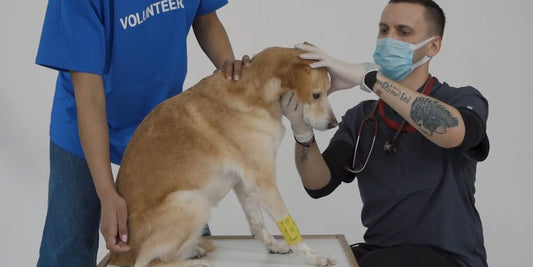 veterinarian examining a dog
