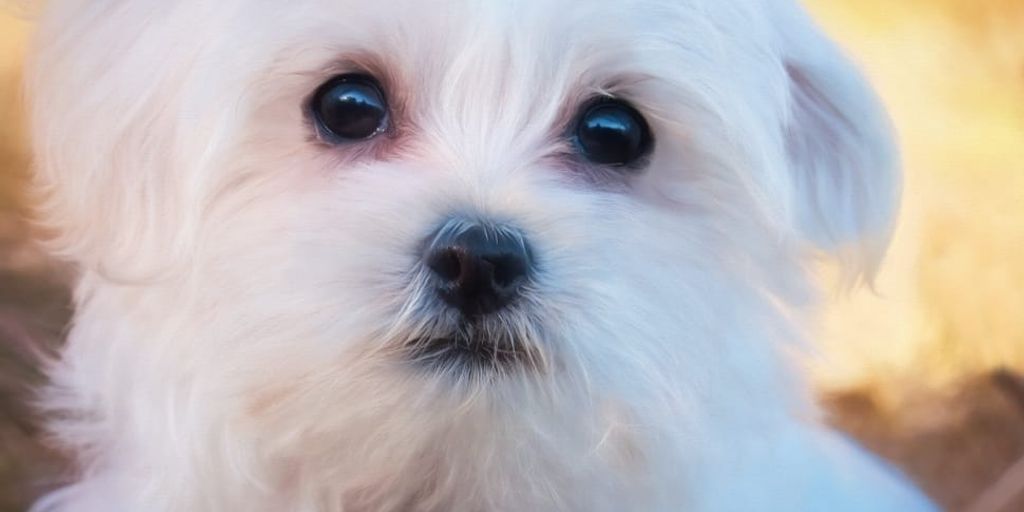 dog tear stain remover