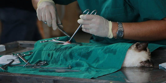 older dog with a veterinarian in a clinic
