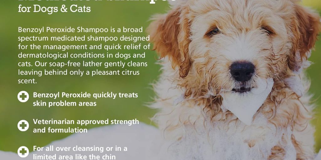 dog with antifungal shampoo