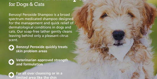 dog with antifungal shampoo