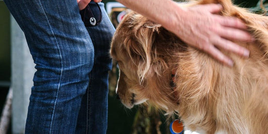 dog being cleaned with wipes by owner