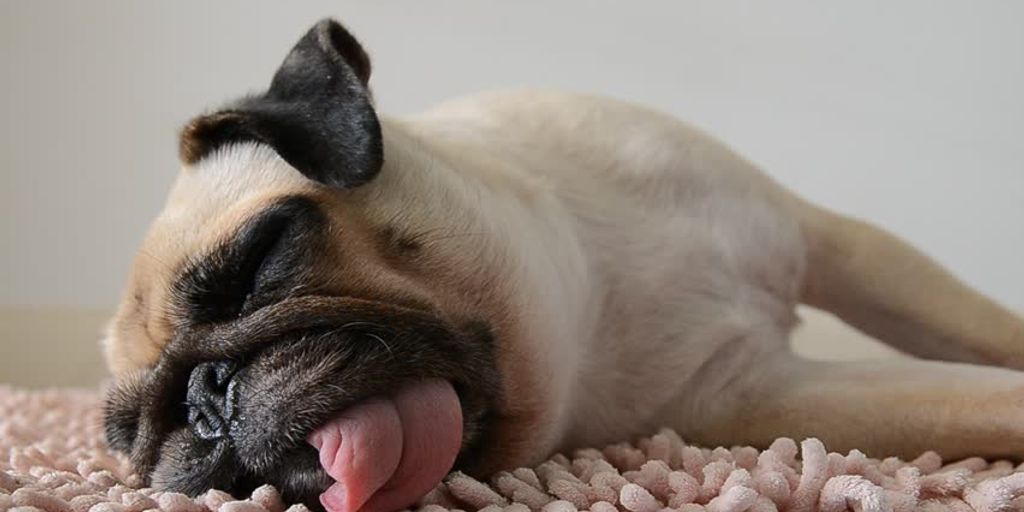 dog sleeping