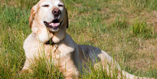 happy dog with shiny coat