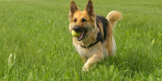 happy pet owner playing with dog in sunny park