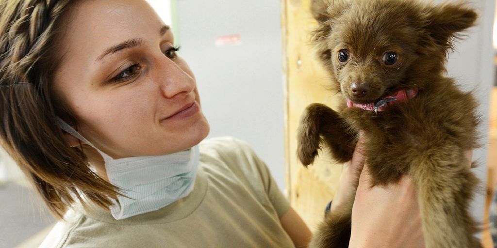 veterinarian with pet wellness plan