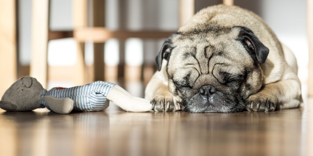 dog sleeping peacefully with melatonin treats nearby