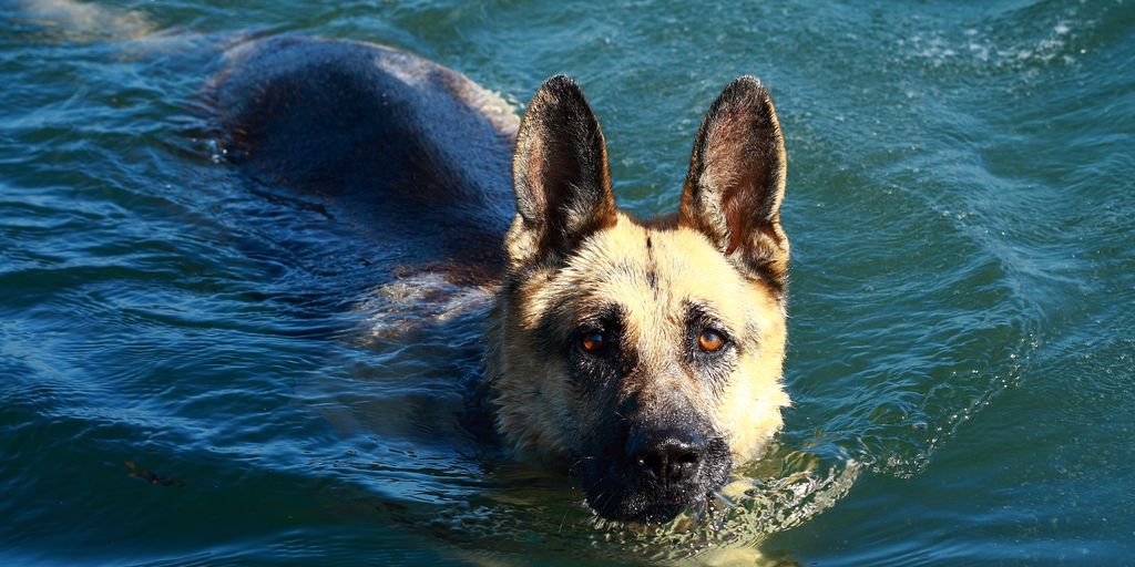 dog being bathed with shampoo