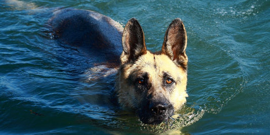 dog being bathed with shampoo