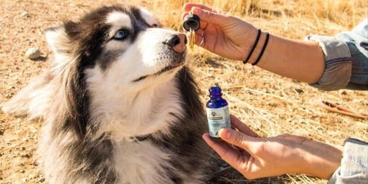 dog joint supplement