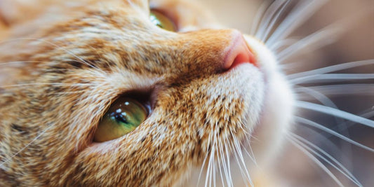 Healthy cat with long whiskers and bright eyes.