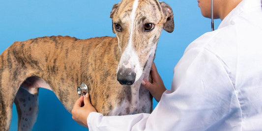 puppy veterinary checkup with veterinarian