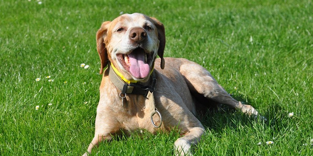 happy dog at vet clinic