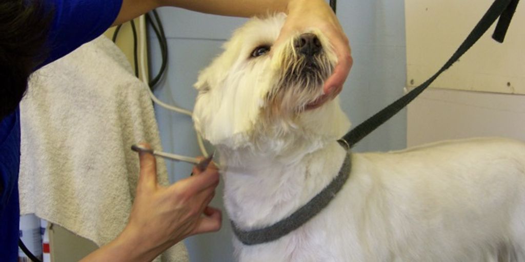 dog grooming with wipes