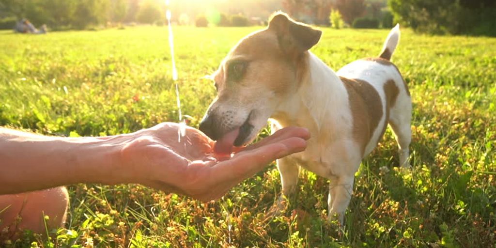 dog drinking water from bowl with fresh breath and clean teeth concept