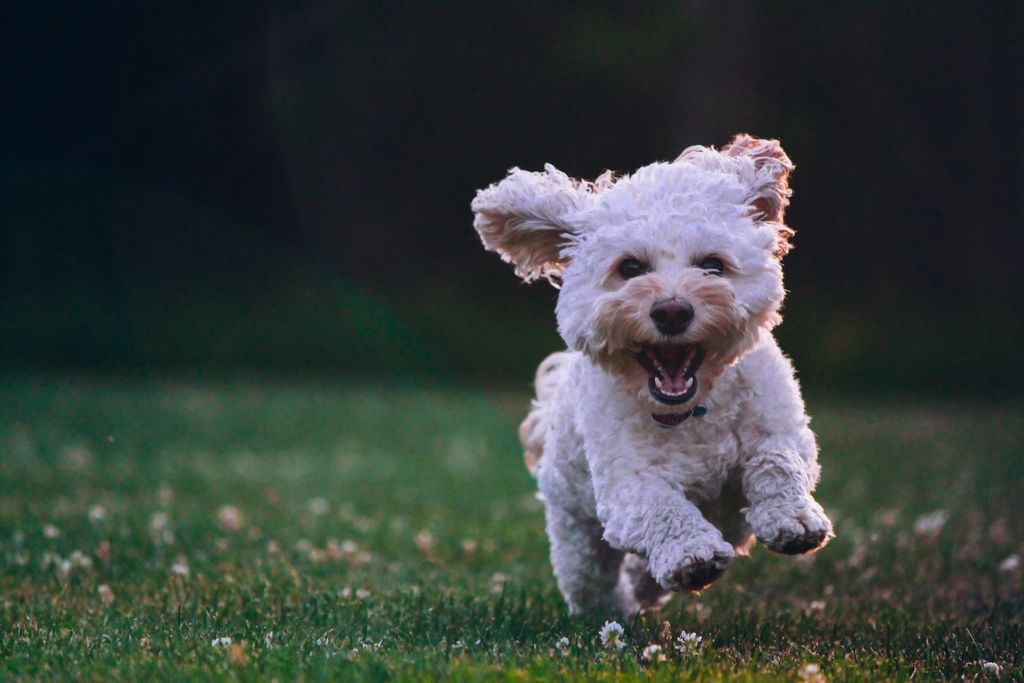 Choosing the Right Joint Supplement for Your Dog