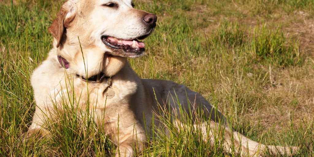 happy dog eating hemp chews in a natural outdoor setting