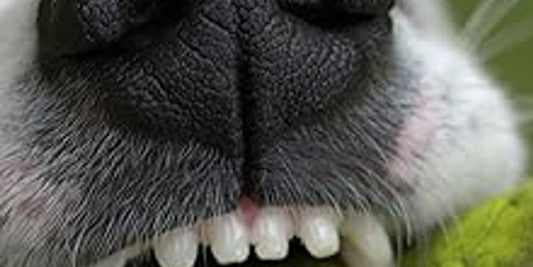 dog antiseptic flush