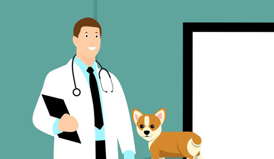 The Essential Puppy Vet Package: Your Guide to New Pet Health