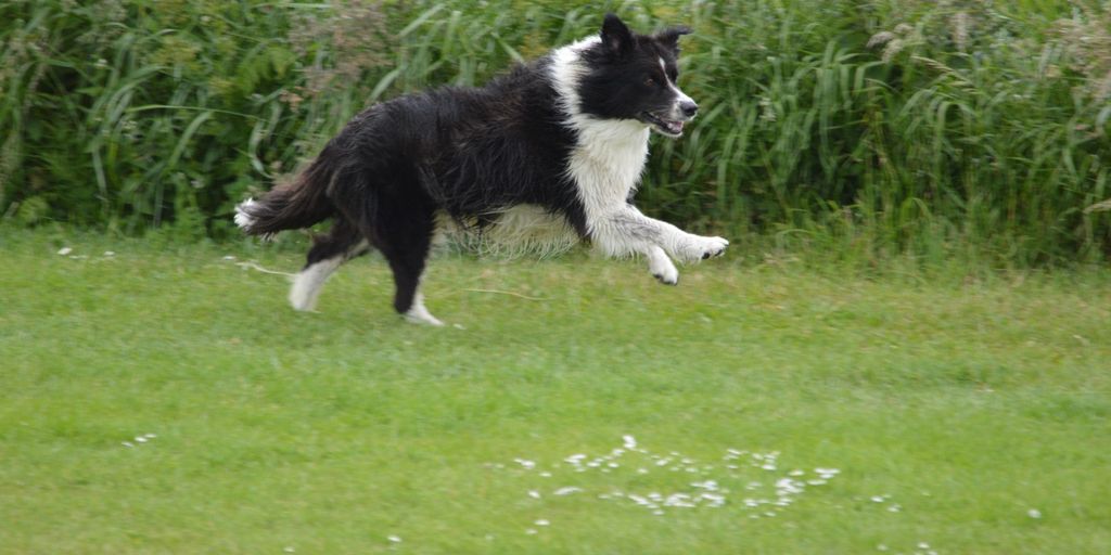 happy dog with supplements