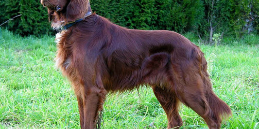 dog using chlorhexidine wipes