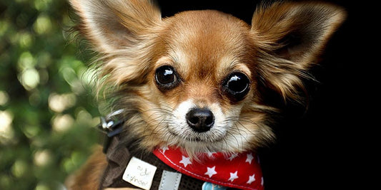 happy pets with popular pet products