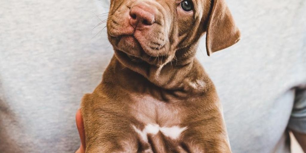 dog with probiotics
