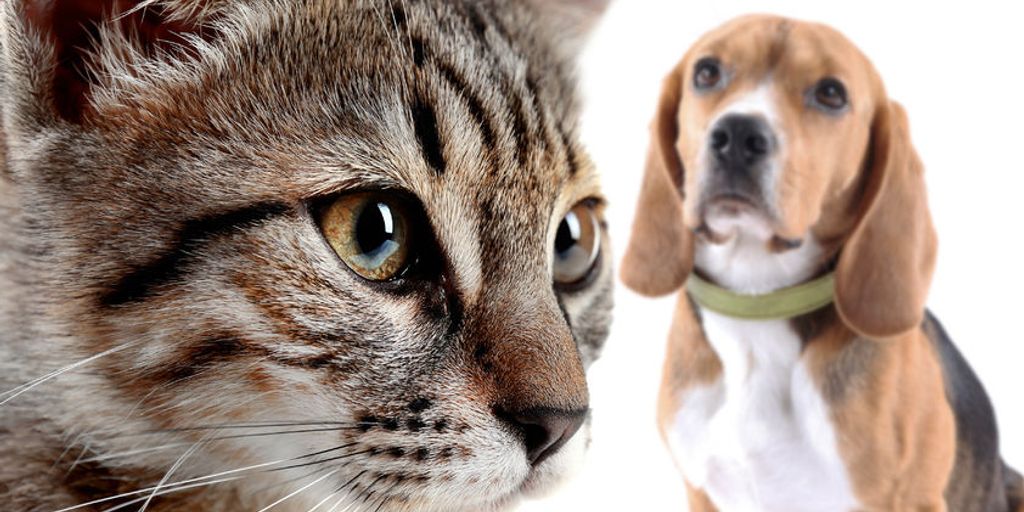 cats and dogs together in a cozy home