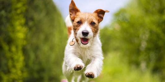 happy dog running in a park