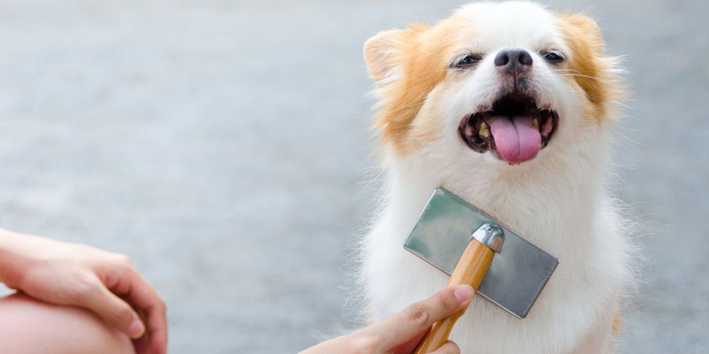 dog grooming in a veterinary clinic