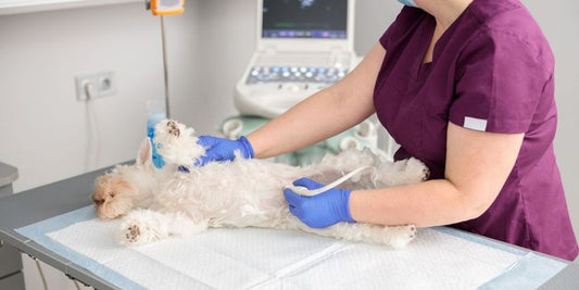 veterinarian clinic with various dog medical supplies