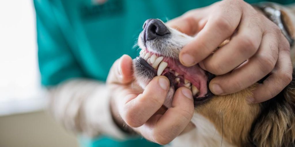 dog dental care