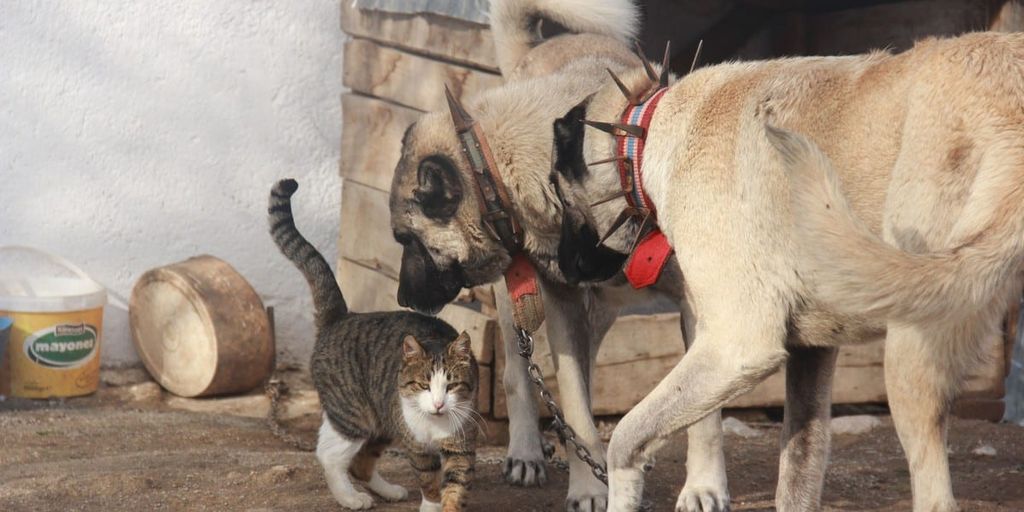 happy dog and cat together in a park