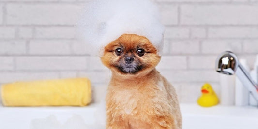 happy puppy getting a bath with shampoo