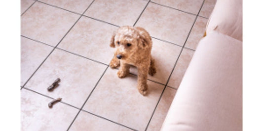 dog eating stool