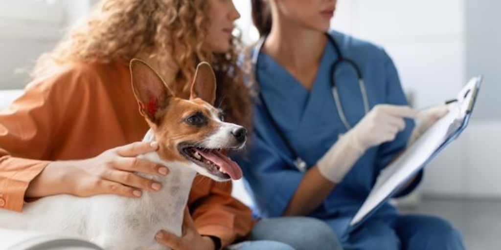 veterinarian with pet