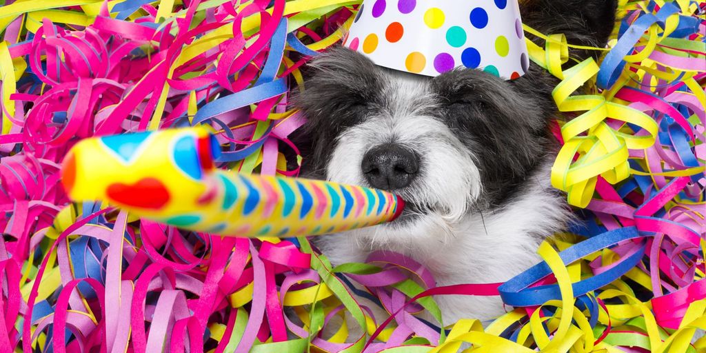 happy pet at a veterinary clinic