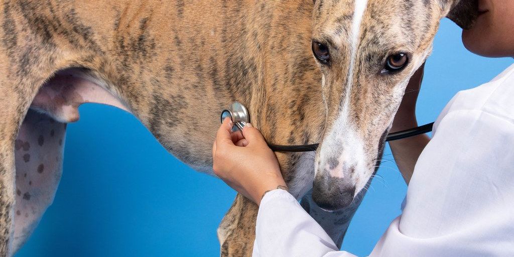 older dog with a veterinarian in a clinic