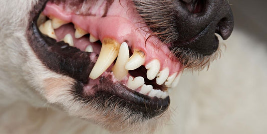 veterinarian examining dog's teeth in clinic