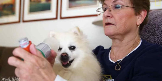 senior pet care