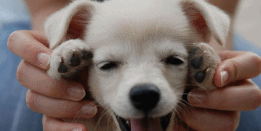 happy puppy at a vet clinic