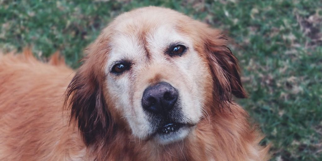 dog with clean eyes and tear stain remover