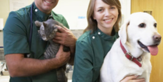 pet examination at vet clinic